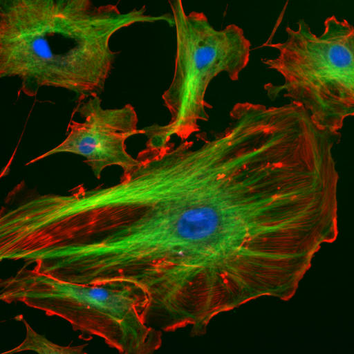 Fluorescence microscopy comparison panel